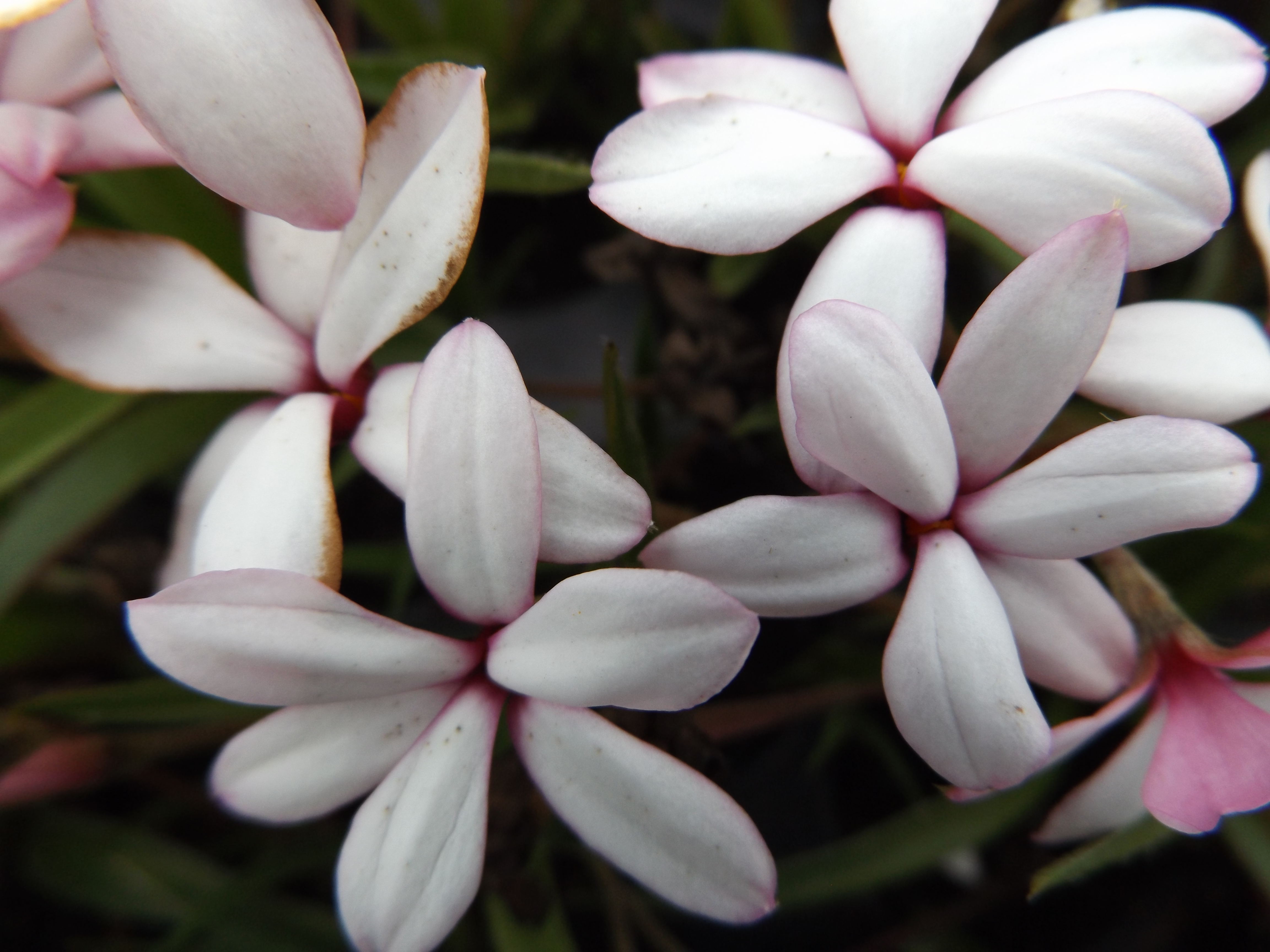 Rhodohypoxis 'Top Gletsjer'